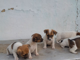 Jack Russell Terrier foto 4