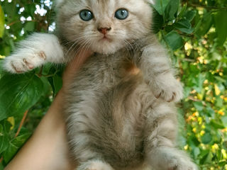 Scottish straight & Scottish fold foto 4