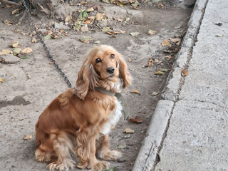 Cățeluș de chocer Spaniel foto 5