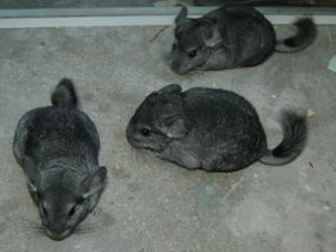 Vindem sinsile,chinchile ca animal de companie. foto 1