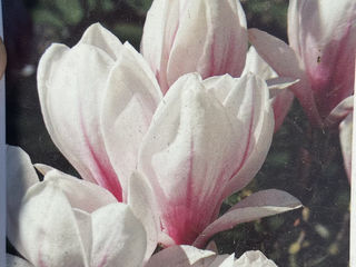 Magnolia. foto 3