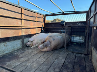 Cumpăr porci castrați foto 1