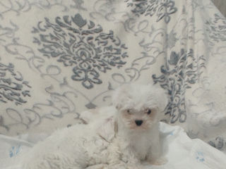 Bichon maltese mini foto 2