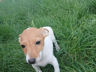 Jack Russell Terrier foto 3