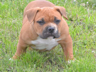 Щенки американского булли pocket (American bully) foto 5