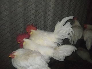 Vind o familie de leghorn foto 3