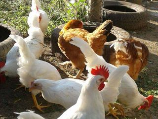 Leghorn foto 5