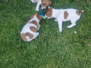 Vând câinișori Jack Russel Terrier, au 2 luni, vaccinați, foarte drăgălași și jucăuși. foto 3