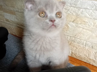 Femele pisicuțe scottish fold foto 2