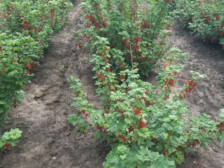 Vind smorodina rosie coacaza direct de la producator in jur de 600kg foto 9