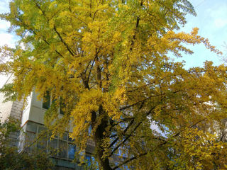 Семена гингко билоба / semințe de ginkgo biloba foto 3