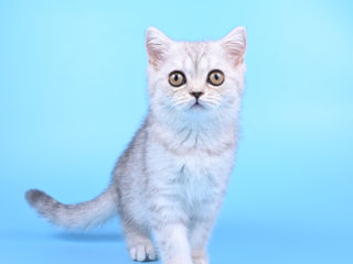 Pisoii british shorthair  -британские котята foto 1