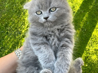 De vânzare: Pisicuțe Scottish Fold și Straight foto 3