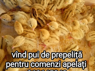 Pui de prepeliță foto 3