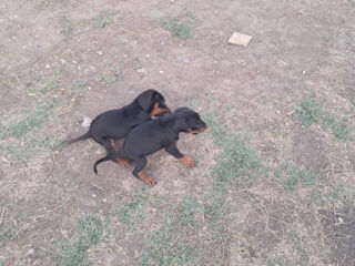 Căței Doberman foto 3