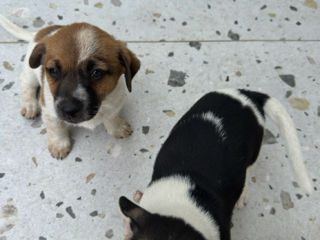 Pui Jack Russell Terrier (metis) de vânzare  foto 0
