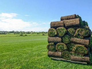 Gazon rulou! Noi producem gazon ! De la producător! foto 5