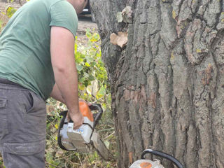 Taiere si indepartarea arborilor, Servicii Autoturn , curatarea terenuri , pășuni !!! foto 10