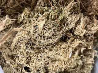 Sphagnum moss, mușchi de turbă, substrat pentru acoperiri in agricultura, mulci.