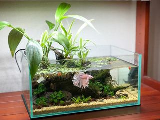 Создам долговечные  аквариумы с живыми растениями и не только. foto 3