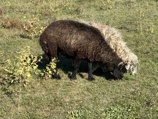 Cumpar cirlani oi berbeci capre tapi si iezi toata moldova ! . la cîntar ! foto 2