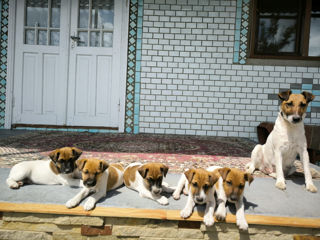 Catelusi Fox Terrier foto 1