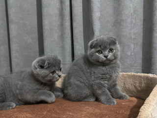 Scottish fold foto 1