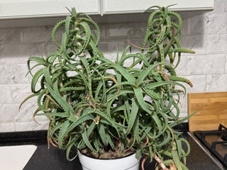 Vand floare de aloe vera foto 0
