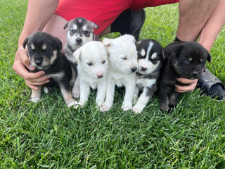 Vînd Metis Labrador & Husky foto 2