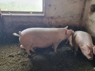 Vindem porci crescuți în condiții de casă foto 2