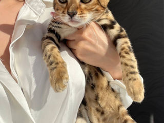 Vând pisicuță bengaleză - Leopard de buzunar