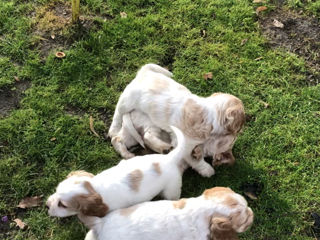 Cățeluși de Cocker Spaniel foto 4