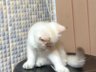 British shorthair golden shaded point (дорого) foto 4