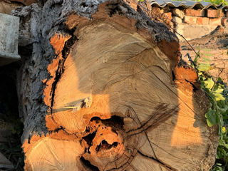 Удаление аварийного дерева, валка по частям.