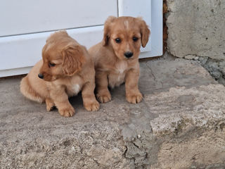 Cățeluș Cocher Spaniel foto 4