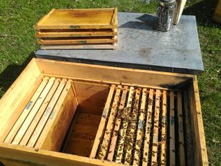 Pachete de albine pe 10 rame. Albina carpatica - stupina de tip BIO (certificare germana)! foto 6