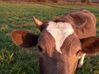 Bovine foto 4