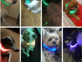 Ошейник светодиодный для собаки. Светящийся. USB Перезаряжаемый. Для ночной безопасности.