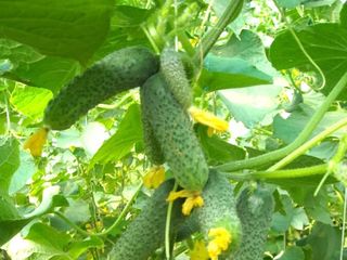 Seminte profesionale de legume pentru cultivarea in sereПрофессиональные семена овощей Rijk Zwaan foto 1