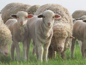 Овцы -  ягнята, цена договорная foto 4