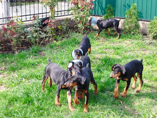 Se vînd caţei de rasă Doberman. foto 9