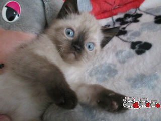 котята экзоты колор-пойнт - голубоглазые плюшевые комочки, есть видео foto 5