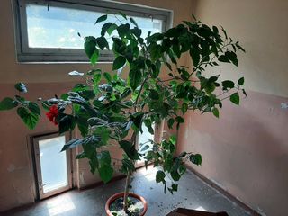 Ficus benjamin 1,5m китайская роза, dracena,Zamioculcas, Spathiphyllum, orhidei foto 8