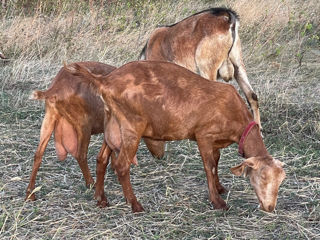 vînd capre țapi brînzâ foto 9