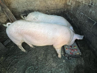 Porc 110 120 kg