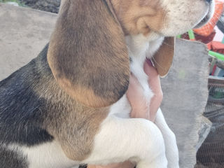 Catelusa beagle tricolor rasa pura