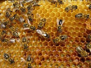 Vînzare albini - familii bune cu/sau fără stupi. Începătorilor oferim consultări!!! foto 2