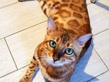 Бенгальский котёнок - Bengal foto 1