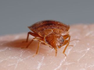 Insect control (dezinfecție, dezinsecție, ploșnițe, gândaci, șoareci) foto 1