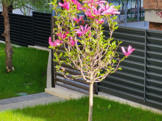 Copac de magnolia crescut la noi in moldova adaptate cu conditiile meteo.